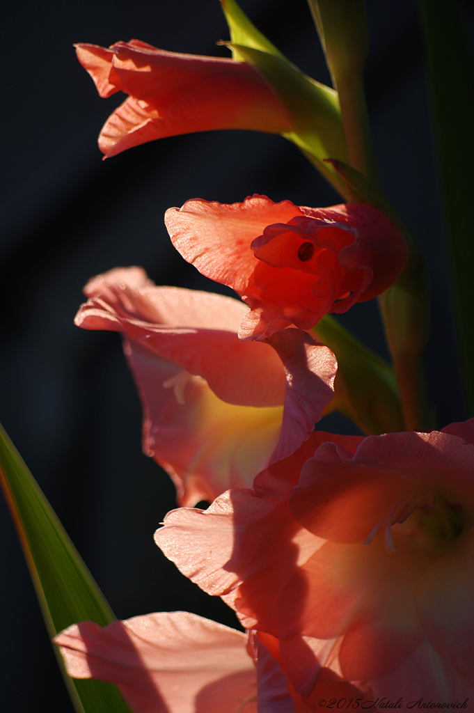 Album "Afbeelding zonder titel" | Fotografie afbeelding "Bloemen" door Natali Antonovich in Archief/Foto Voorraad.