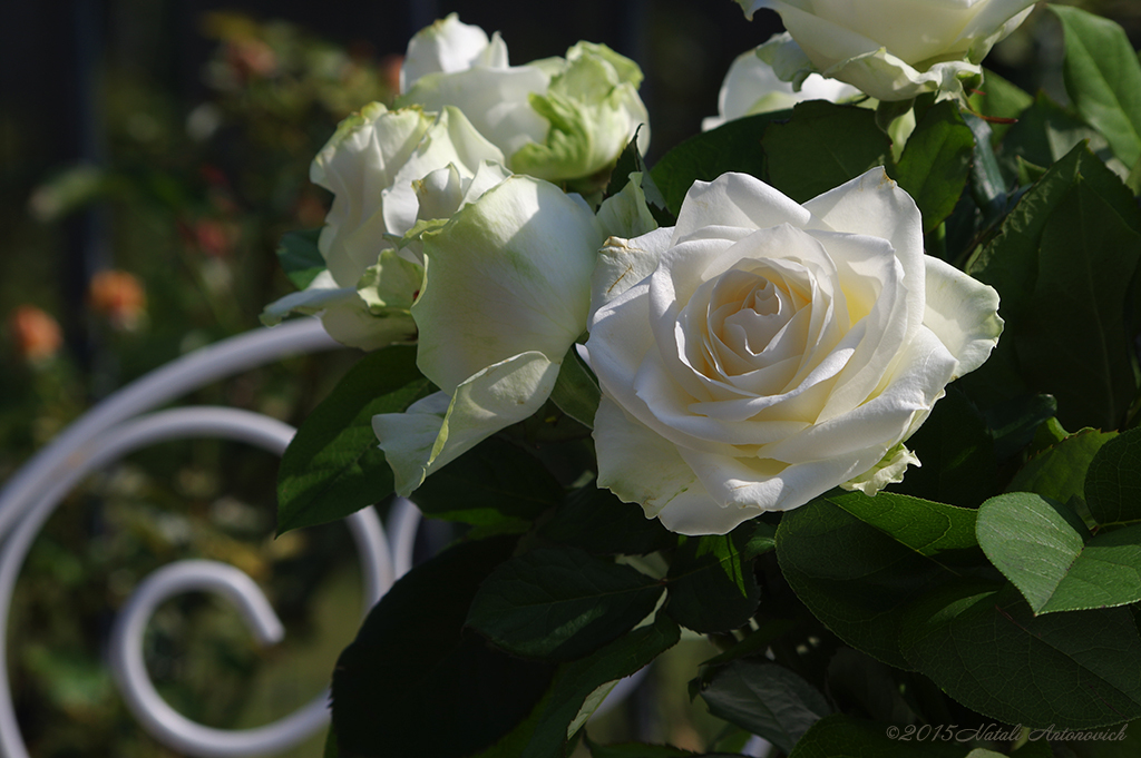 Fotografie afbeelding "Afbeelding zonder titel" door Natali Antonovich | Archief/Foto Voorraad.