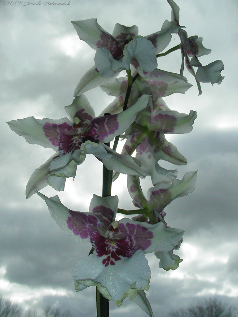 Album "Bild ohne Titel" | Fotografiebild "Blumen" von Natali Antonovich im Sammlung/Foto Lager.