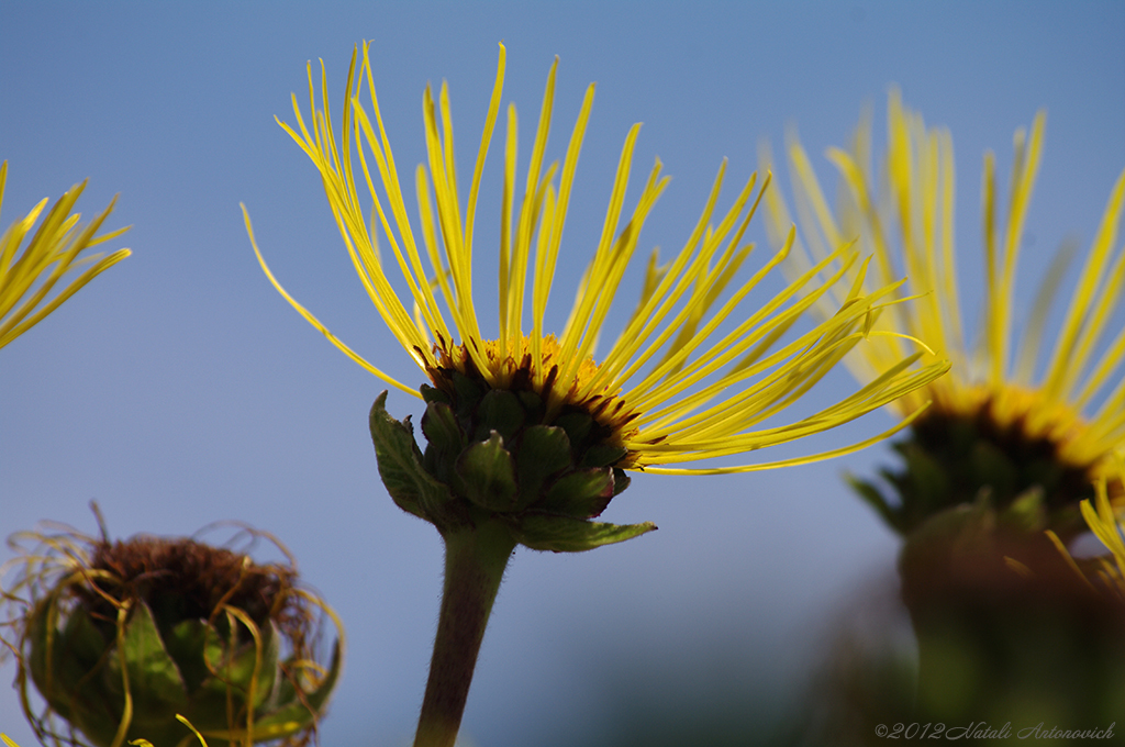 Album "Bild ohne Titel" | Fotografiebild "Blumen" von Natali Antonovich im Sammlung/Foto Lager.