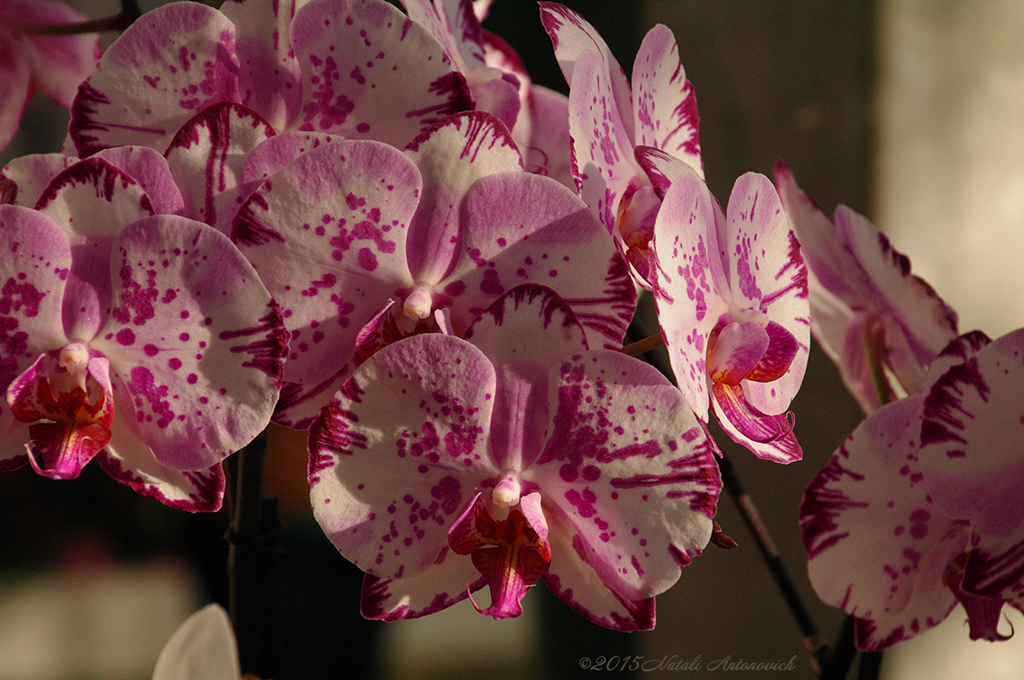 Album  "Image without title" | Photography image "Orchids" by Natali Antonovich in Photostock.