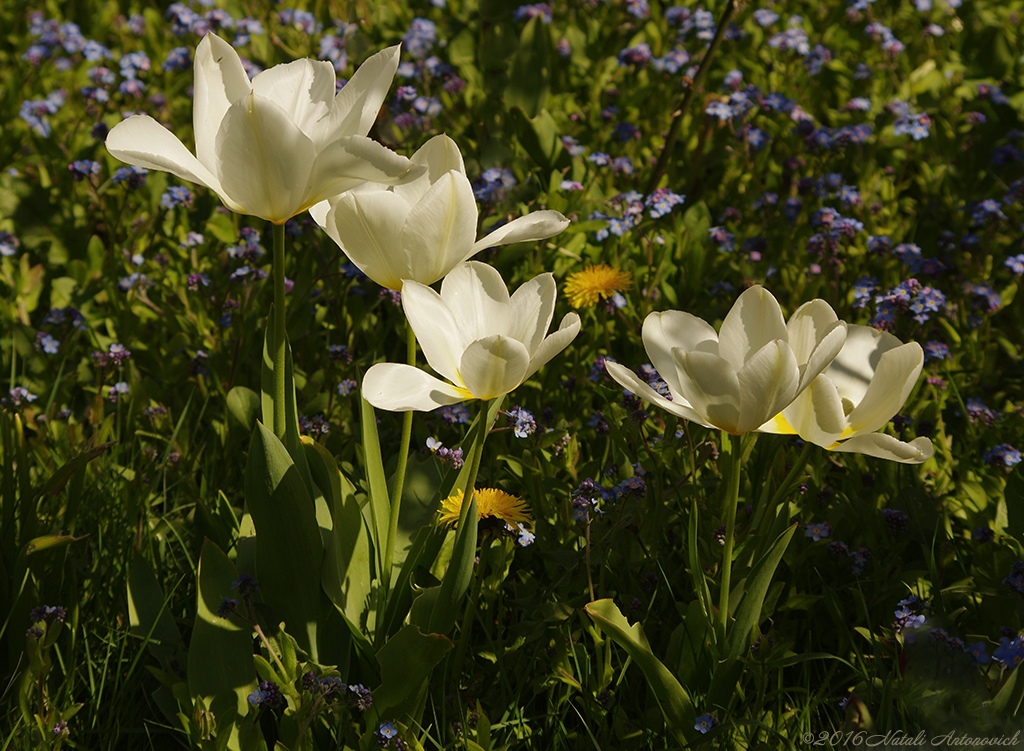 Album "Afbeelding zonder titel" | Fotografie afbeelding "Lente" door Natali Antonovich in Archief/Foto Voorraad.