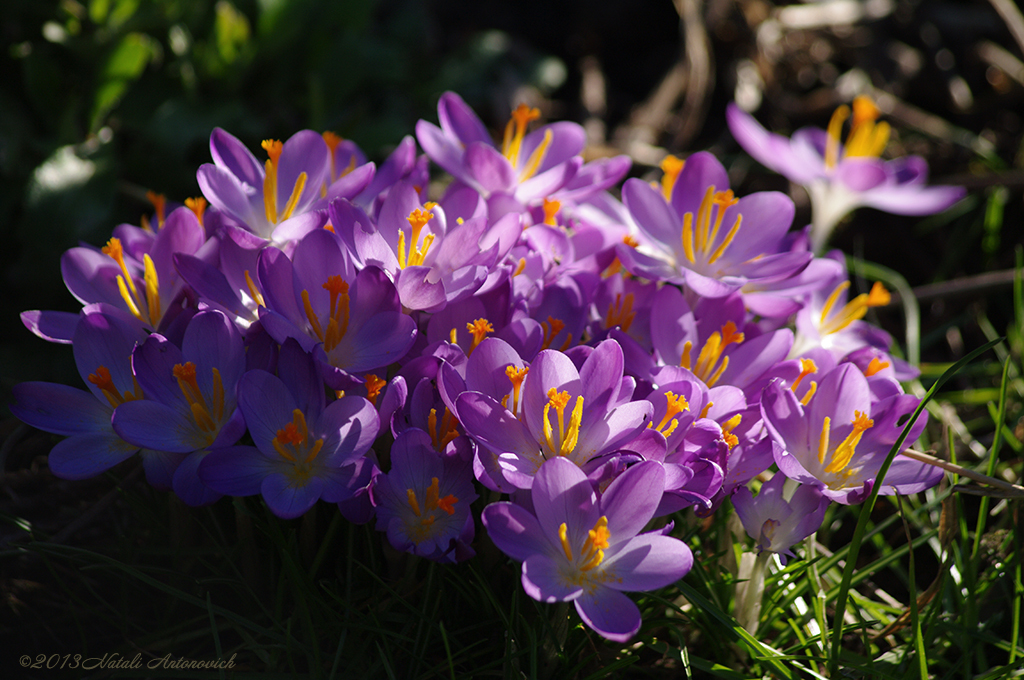 Album "Image sans titre" | Image de photographie "Printemps" de Natali Antonovich en photostock.