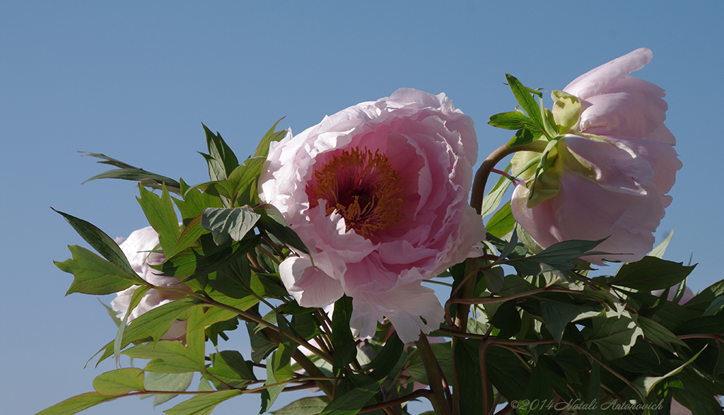 Album "Bild ohne Titel" | Fotografiebild "Blumen" von Natali Antonovich im Sammlung/Foto Lager.