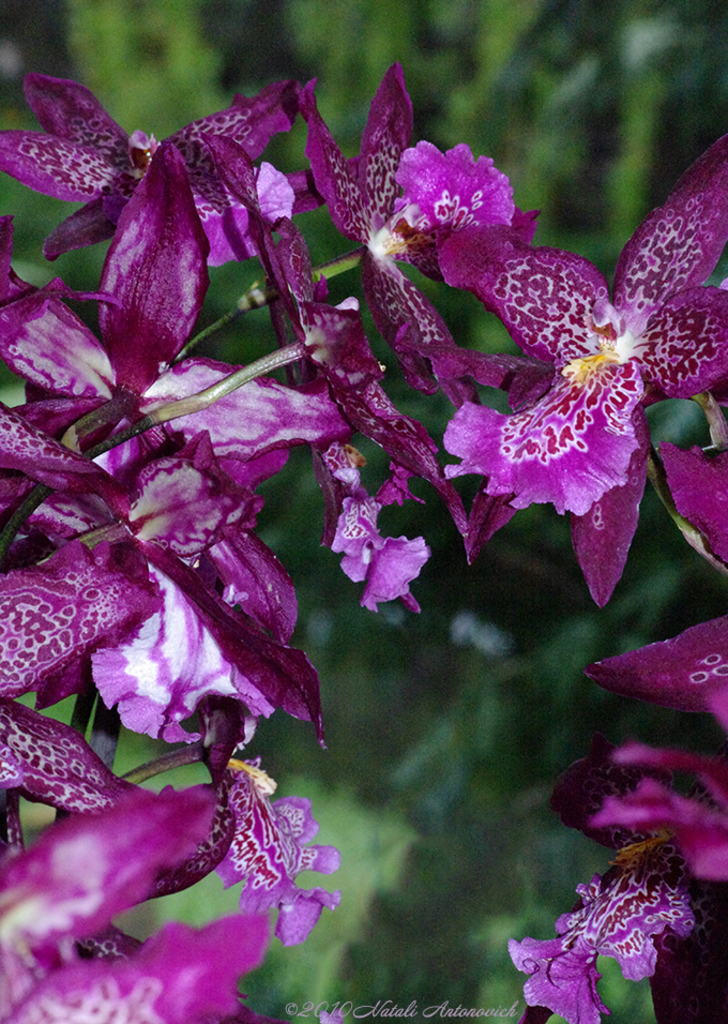 Album "Bild ohne Titel" | Fotografiebild "Blumen" von Natali Antonovich im Sammlung/Foto Lager.