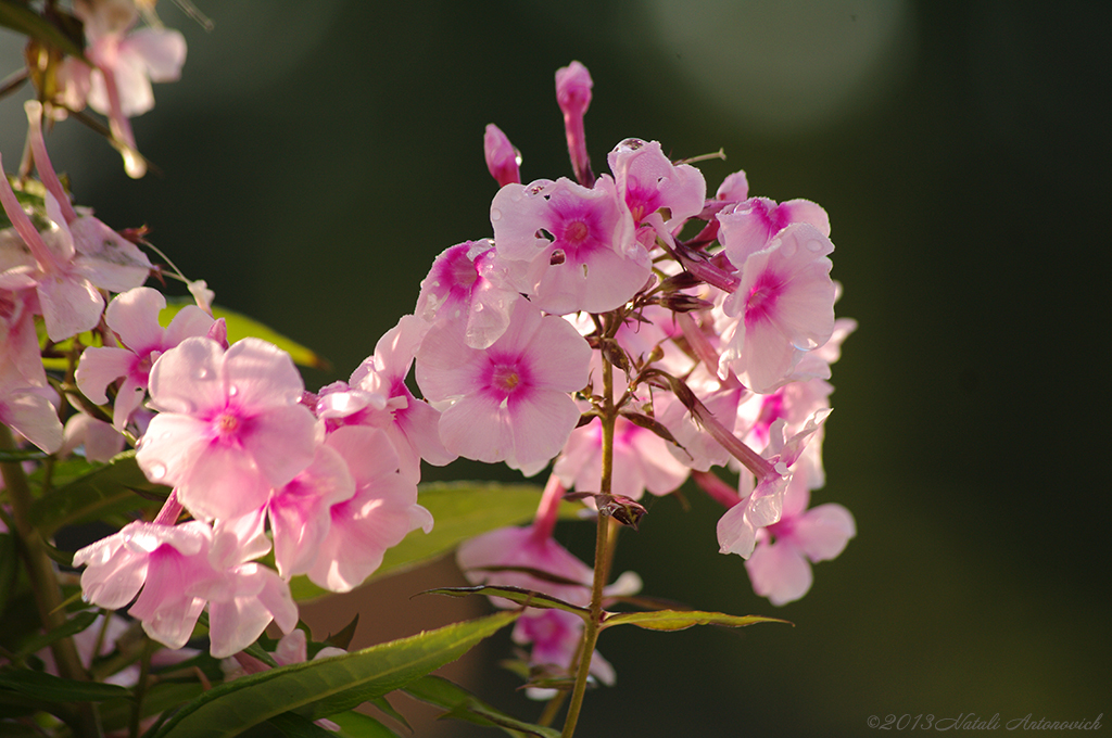 Album  "Image without title" | Photography image "Flowers" by Natali Antonovich in Photostock.