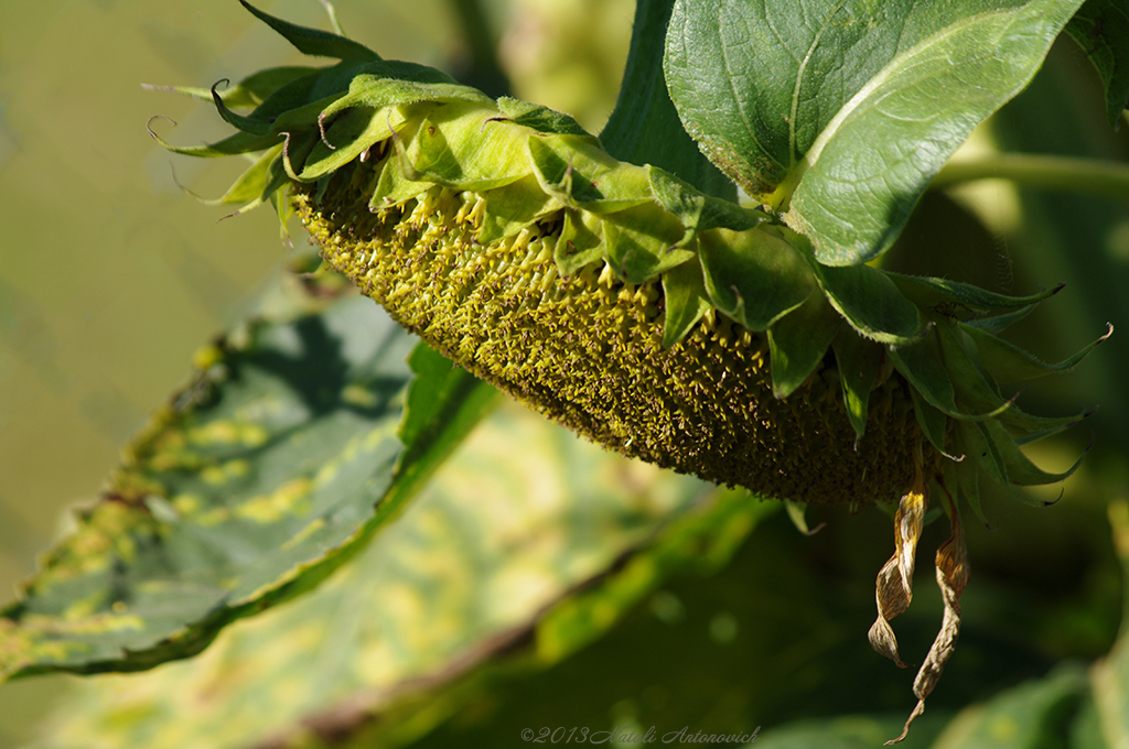 Album  "Image without title" | Photography image "Flowers" by Natali Antonovich in Photostock.