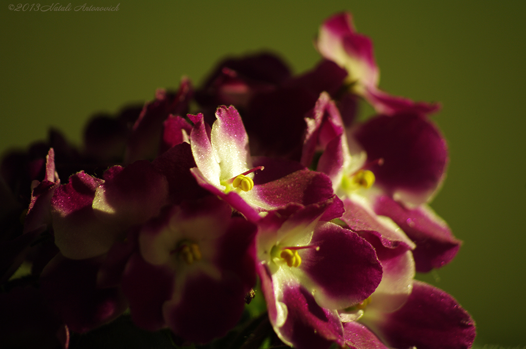 Album  "Image without title" | Photography image "Flowers" by Natali Antonovich in Photostock.
