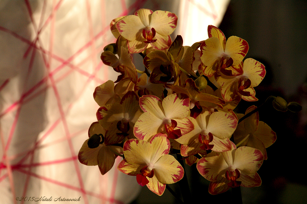 Album  "Image without title" | Photography image "Orchids" by Natali Antonovich in Photostock.