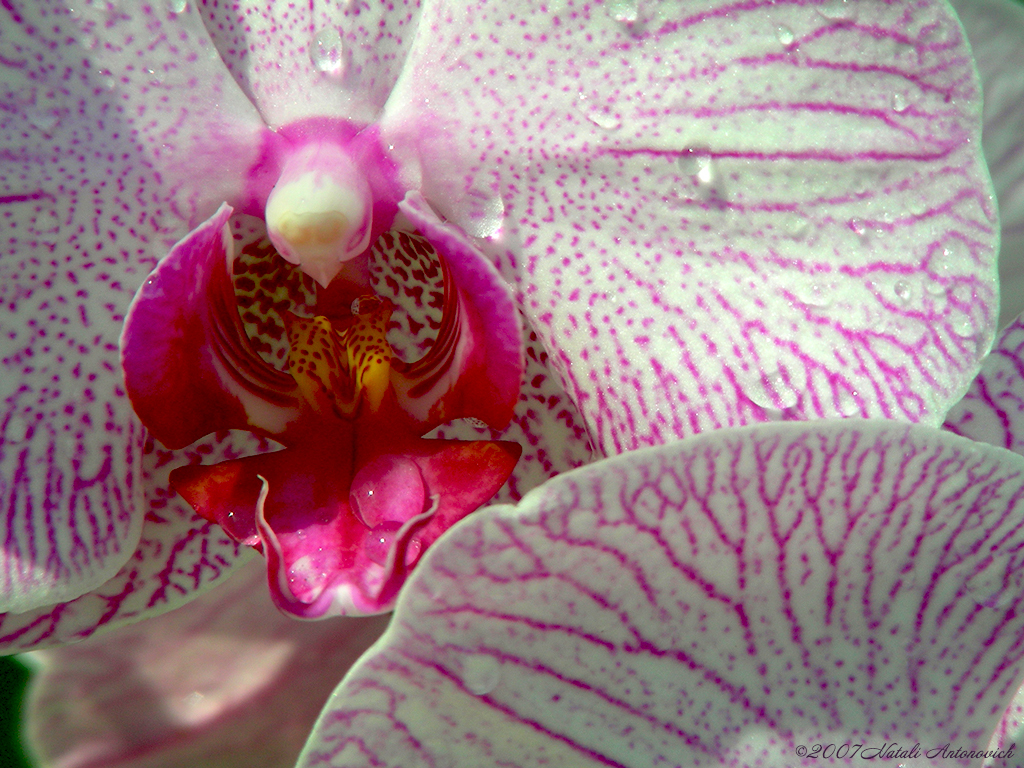 Album "Image sans titre" | Image de photographie "Orchidées" de Natali Antonovich en photostock.