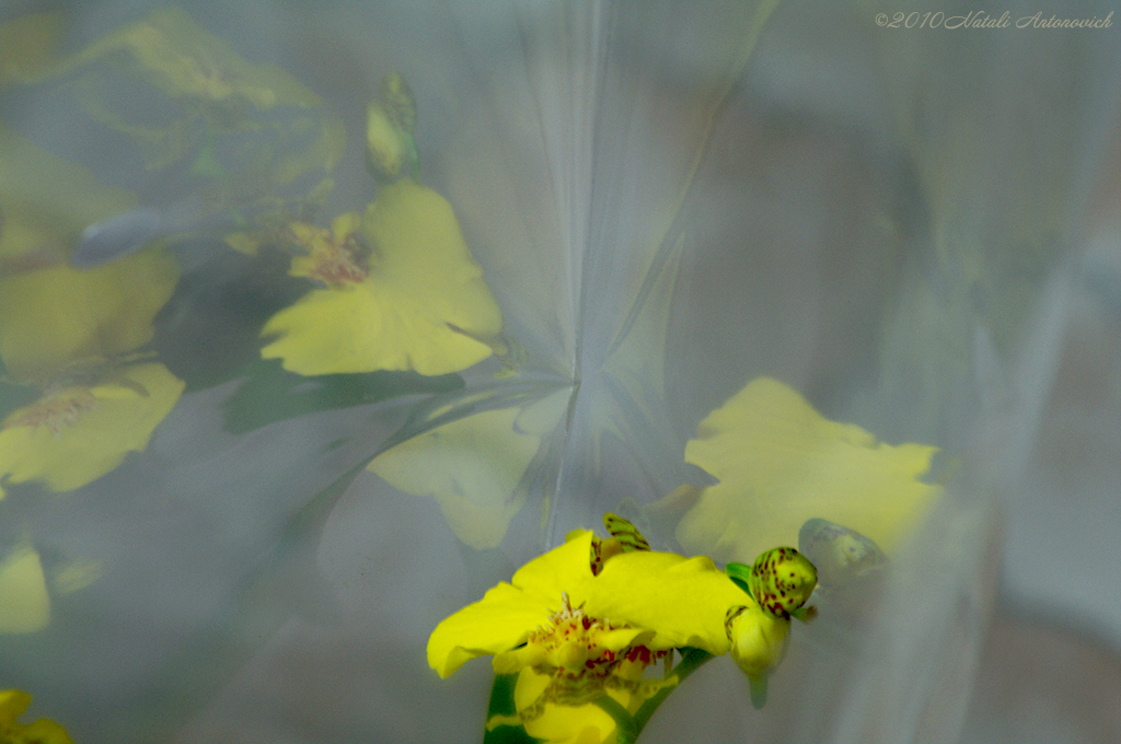 Album "Bild ohne Titel" | Fotografiebild "Orchideen" von Natali Antonovich im Sammlung/Foto Lager.