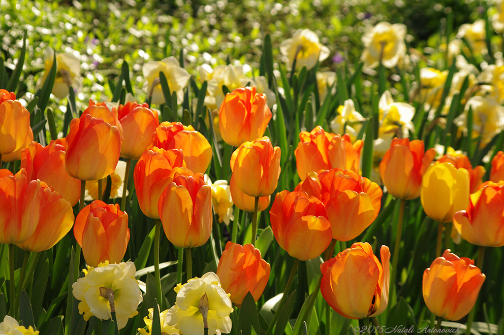 Album  "Image without title" | Photography image "Flowers" by Natali Antonovich in Photostock.