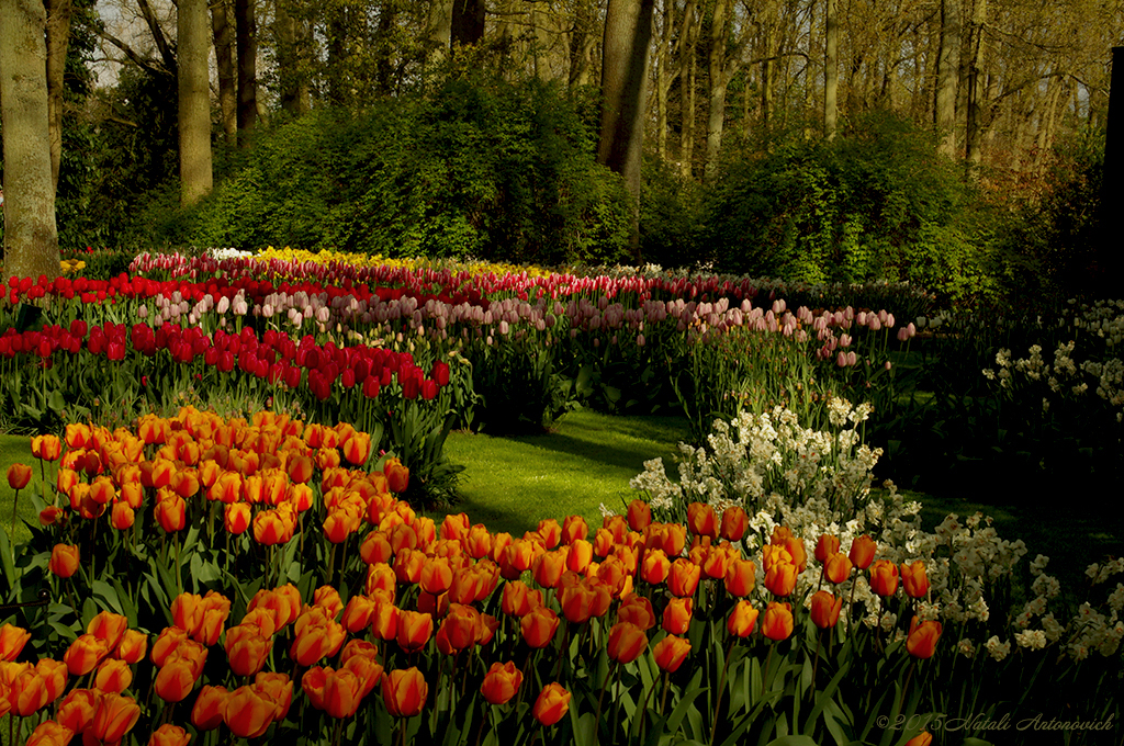 Album "Bild ohne Titel" | Fotografiebild "Blumen" von Natali Antonovich im Sammlung/Foto Lager.