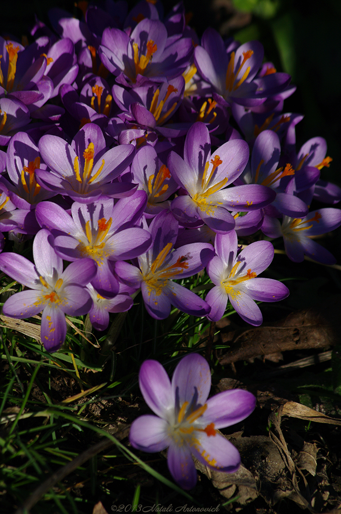 Album "Bild ohne Titel" | Fotografiebild "Blumen" von Natali Antonovich im Sammlung/Foto Lager.