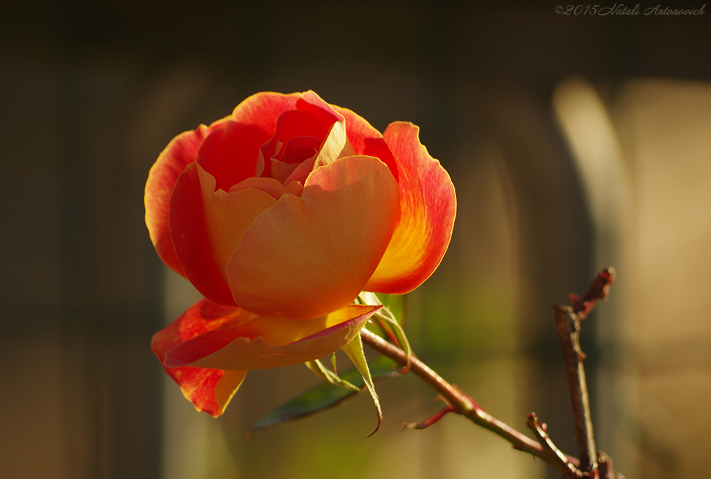 Album "Image sans titre" | Image de photographie "Fleurs" de Natali Antonovich en photostock.