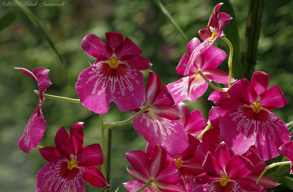 Album "Bild ohne Titel" | Fotografiebild "Blumen" von Natali Antonovich im Sammlung/Foto Lager.