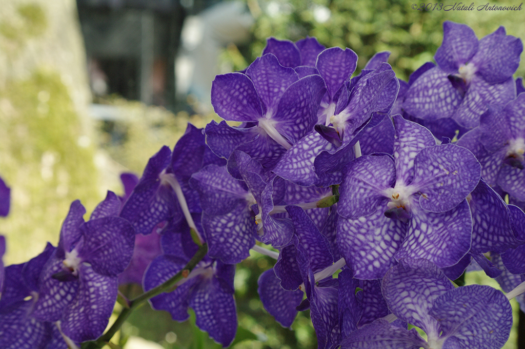 Album "Bild ohne Titel" | Fotografiebild "Orchideen" von Natali Antonovich im Sammlung/Foto Lager.