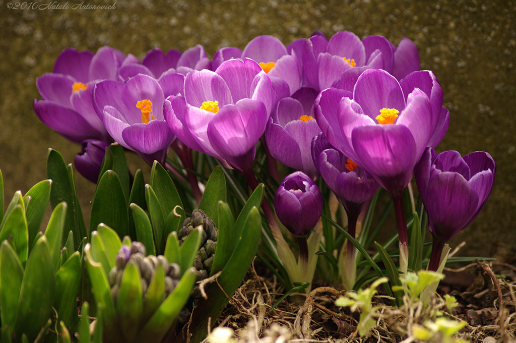 Album "Bild ohne Titel" | Fotografiebild "Blumen" von Natali Antonovich im Sammlung/Foto Lager.