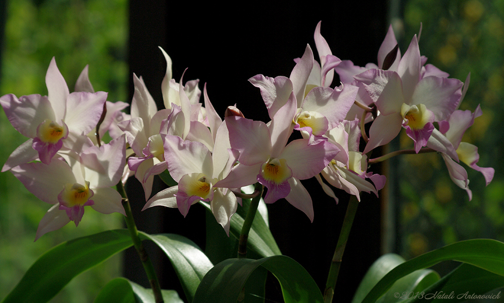 Album "Afbeelding zonder titel" | Fotografie afbeelding "Orchideeën" door Natali Antonovich in Archief/Foto Voorraad.