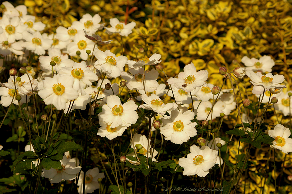 Album "Bild ohne Titel" | Fotografiebild "Blumen" von Natali Antonovich im Sammlung/Foto Lager.