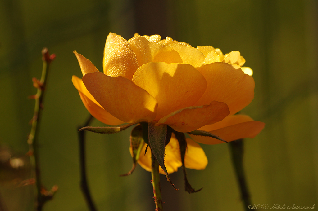 Album "Bild ohne Titel" | Fotografiebild "Blumen" von Natali Antonovich im Sammlung/Foto Lager.