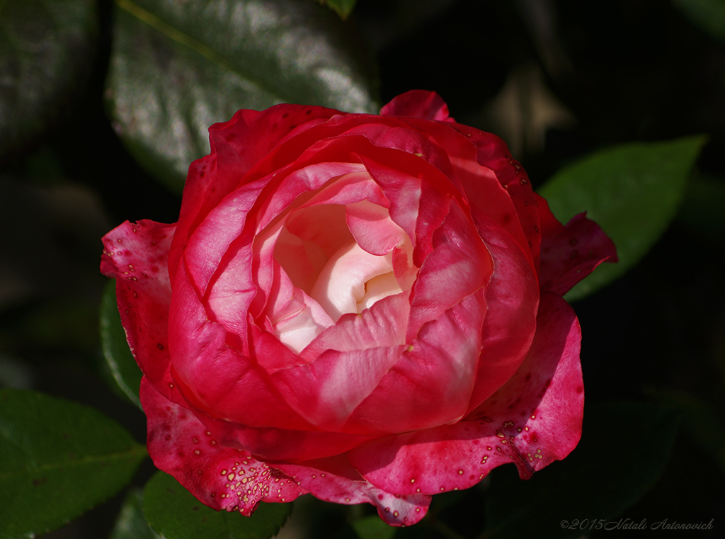 Album "Bild ohne Titel" | Fotografiebild "Blumen" von Natali Antonovich im Sammlung/Foto Lager.