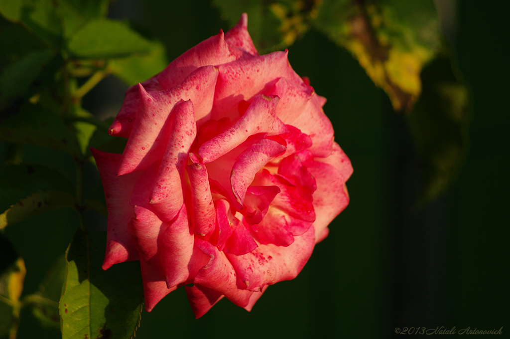 Album "Bild ohne Titel" | Fotografiebild "Blumen" von Natali Antonovich im Sammlung/Foto Lager.