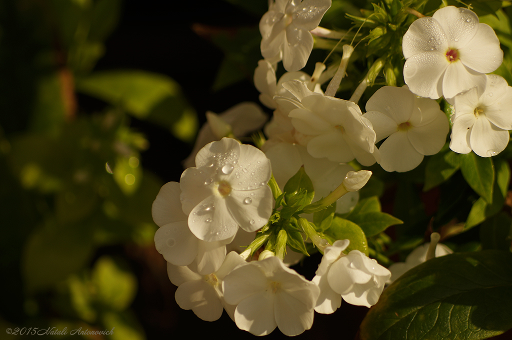 Album "Bild ohne Titel" | Fotografiebild "Blumen" von Natali Antonovich im Sammlung/Foto Lager.