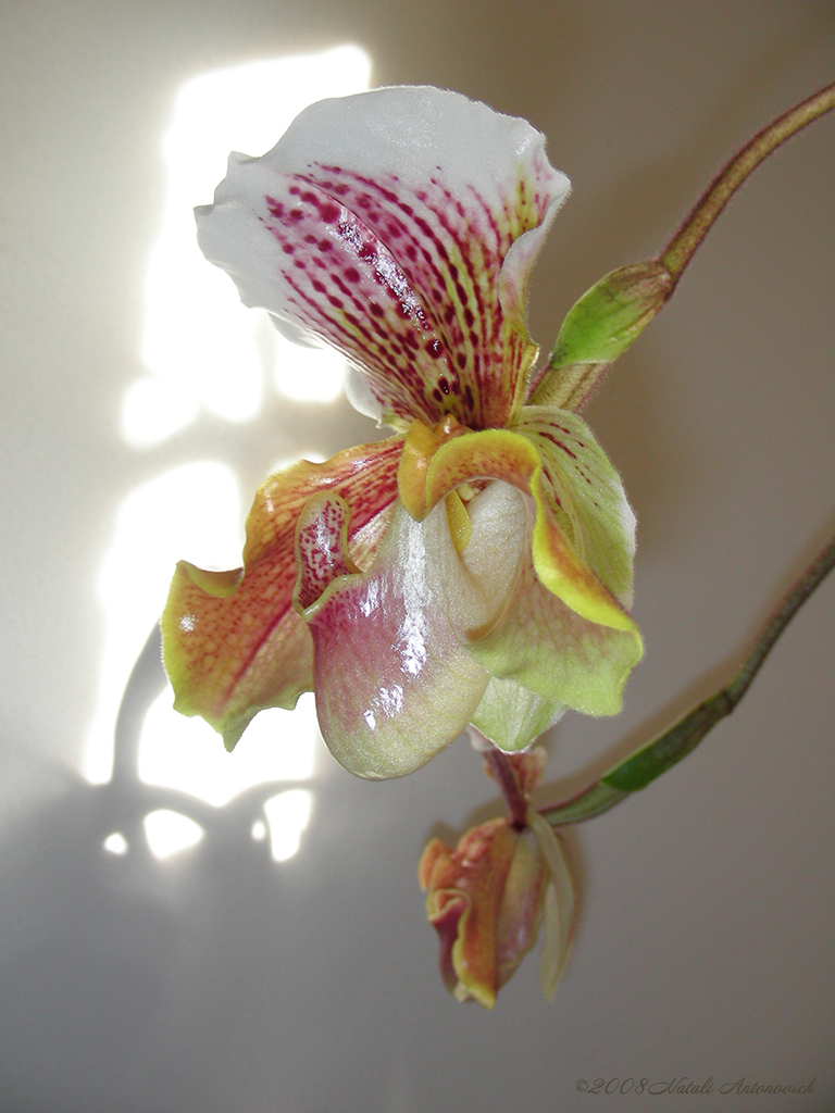 Album  "Image without title" | Photography image "Orchids" by Natali Antonovich in Photostock.