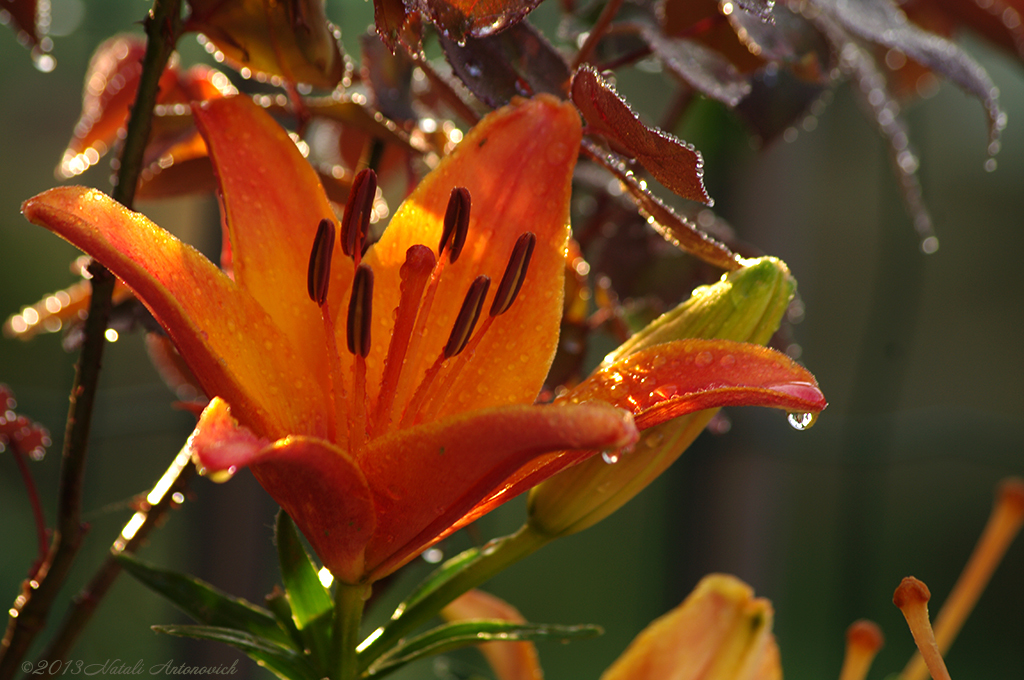 Album "Image sans titre" | Image de photographie "Fleurs" de Natali Antonovich en photostock.