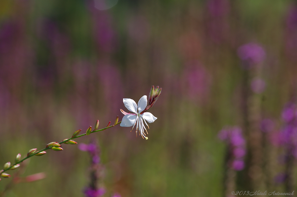 Album  "Image without title" | Photography image "Flowers" by Natali Antonovich in Photostock.