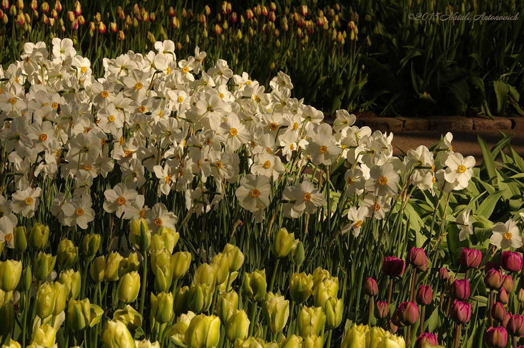 Album "Bild ohne Titel" | Fotografiebild "Blumen" von Natali Antonovich im Sammlung/Foto Lager.