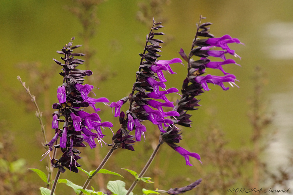 Album  "Image without title" | Photography image "Flowers" by Natali Antonovich in Photostock.