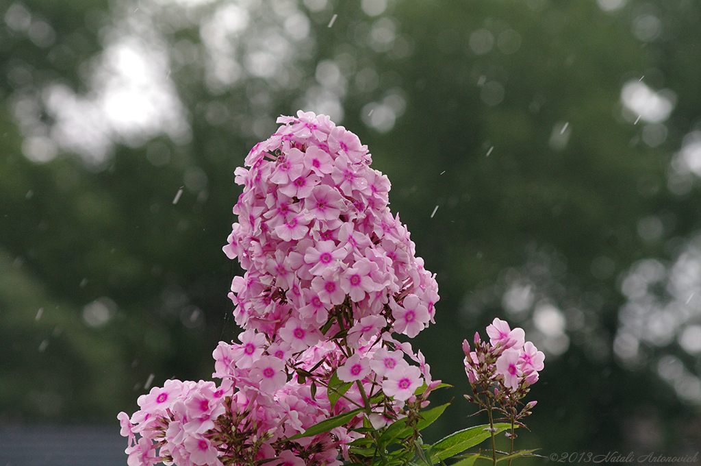 Album "Bild ohne Titel" | Fotografiebild "Blumen" von Natali Antonovich im Sammlung/Foto Lager.