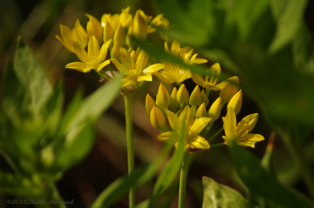 Album "Bild ohne Titel" | Fotografiebild "Blumen" von Natali Antonovich im Sammlung/Foto Lager.