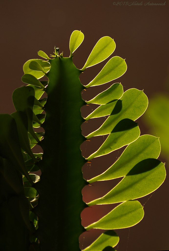 Album "Afbeelding zonder titel" | Fotografie afbeelding "Bloemen" door Natali Antonovich in Archief/Foto Voorraad.