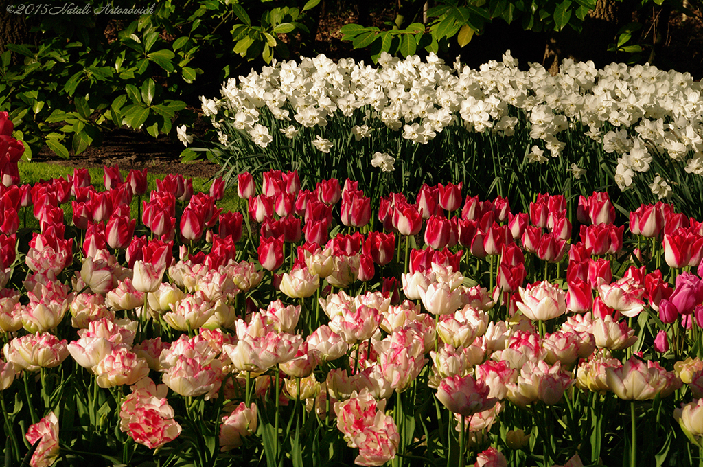 Album "Bild ohne Titel" | Fotografiebild "Blumen" von Natali Antonovich im Sammlung/Foto Lager.