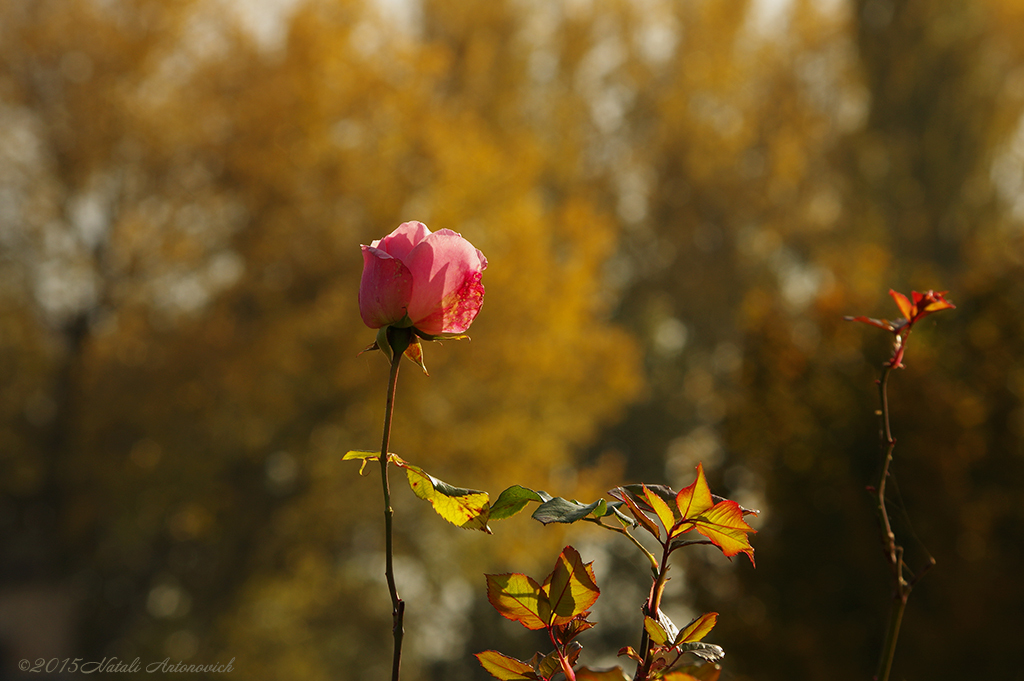 Image de photographie "Image sans titre" de Natali Antonovich | Photostock.