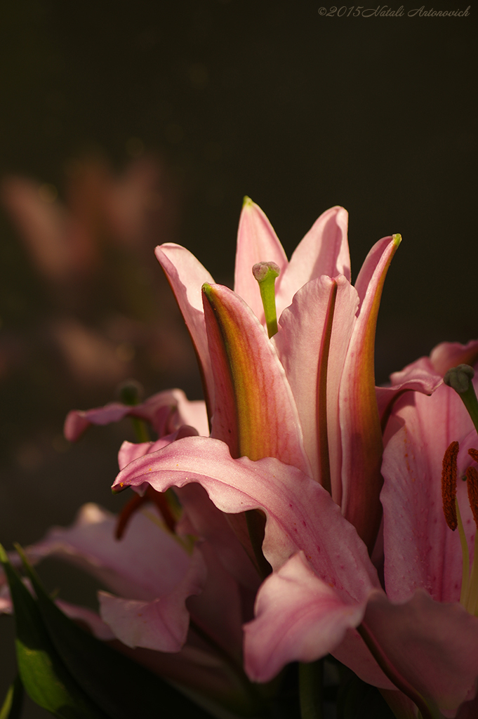 Album "Afbeelding zonder titel" | Fotografie afbeelding "Bloemen" door Natali Antonovich in Archief/Foto Voorraad.