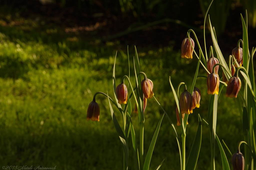 Image de photographie "Image sans titre" de Natali Antonovich | Photostock.