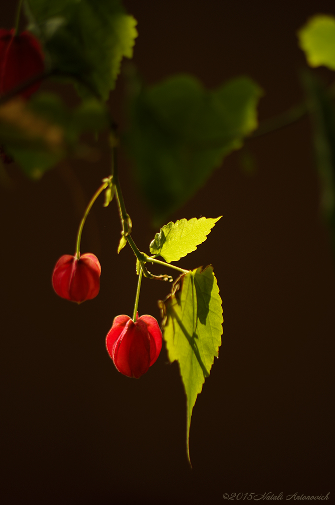 Album "Afbeelding zonder titel" | Fotografie afbeelding "Bloemen" door Natali Antonovich in Archief/Foto Voorraad.