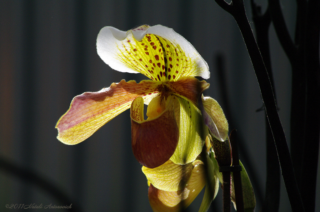 Album "Bild ohne Titel" | Fotografiebild "Blumen" von Natali Antonovich im Sammlung/Foto Lager.