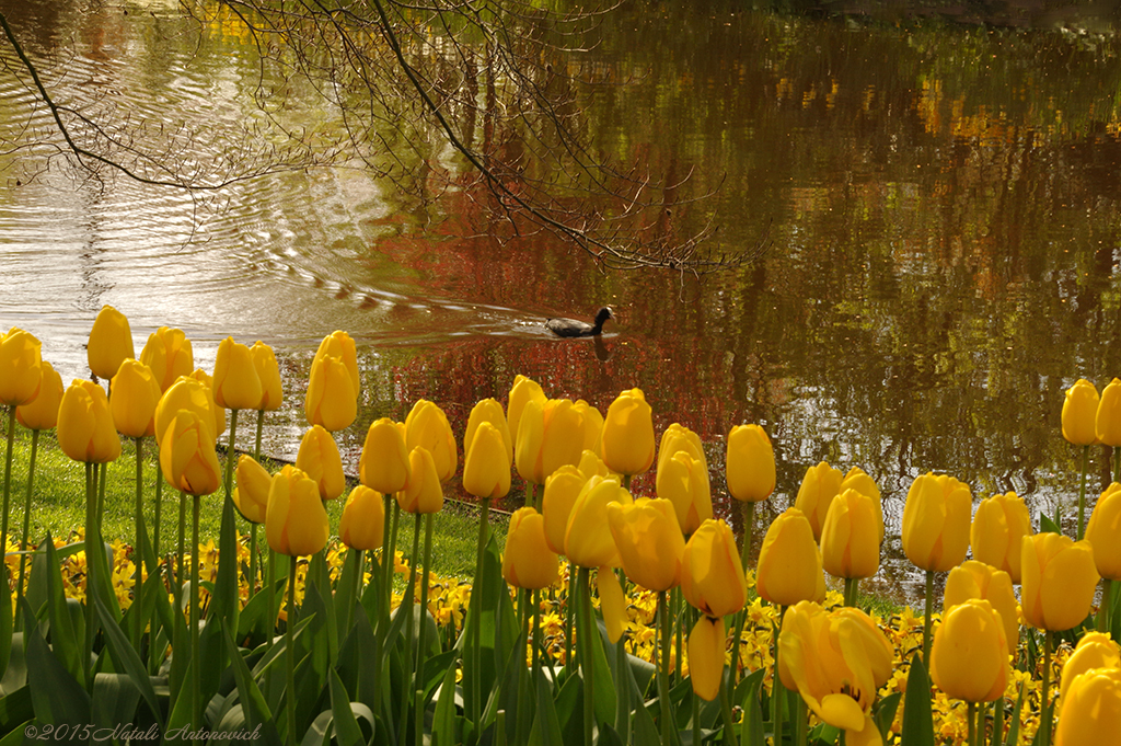 Album "Image sans titre" | Image de photographie "Printemps" de Natali Antonovich en photostock.