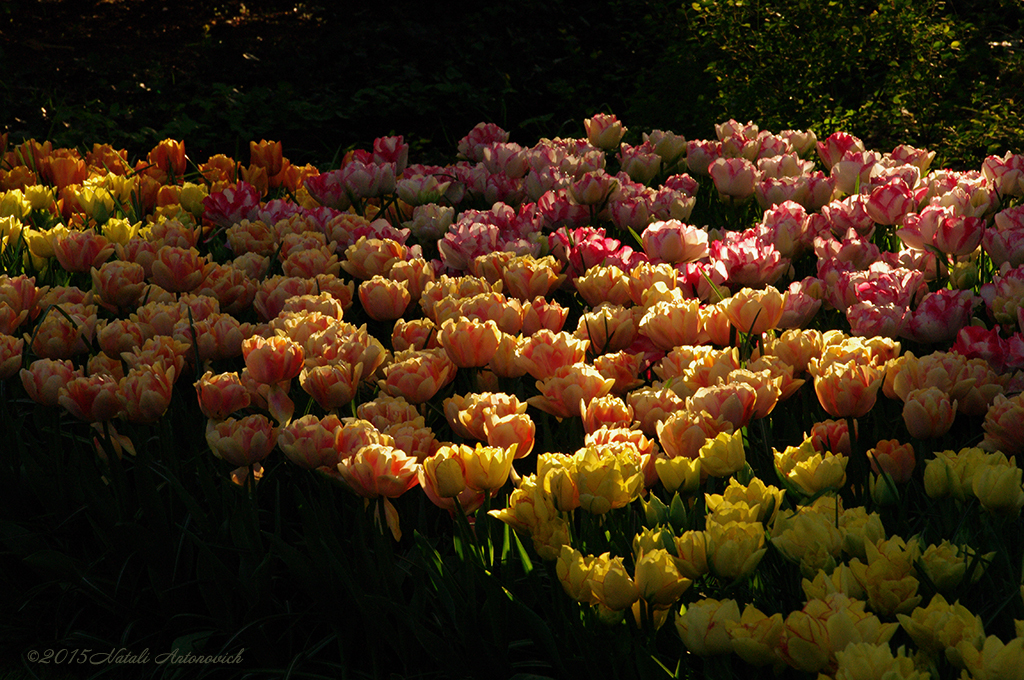 Album "Afbeelding zonder titel" | Fotografie afbeelding "Bloemen" door Natali Antonovich in Archief/Foto Voorraad.