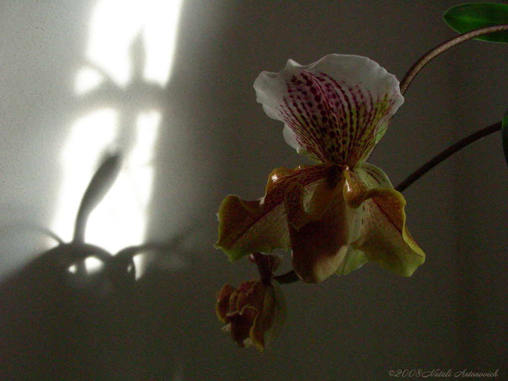 Album  "Image without title" | Photography image "Orchids" by Natali Antonovich in Photostock.