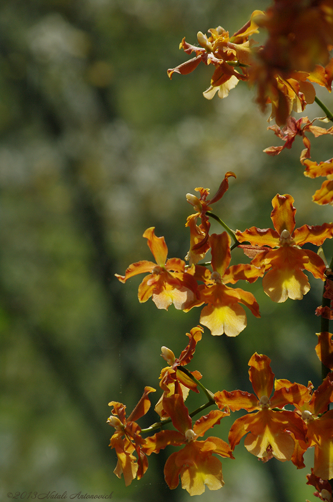 Album "Afbeelding zonder titel" | Fotografie afbeelding "Orchideeën" door Natali Antonovich in Archief/Foto Voorraad.