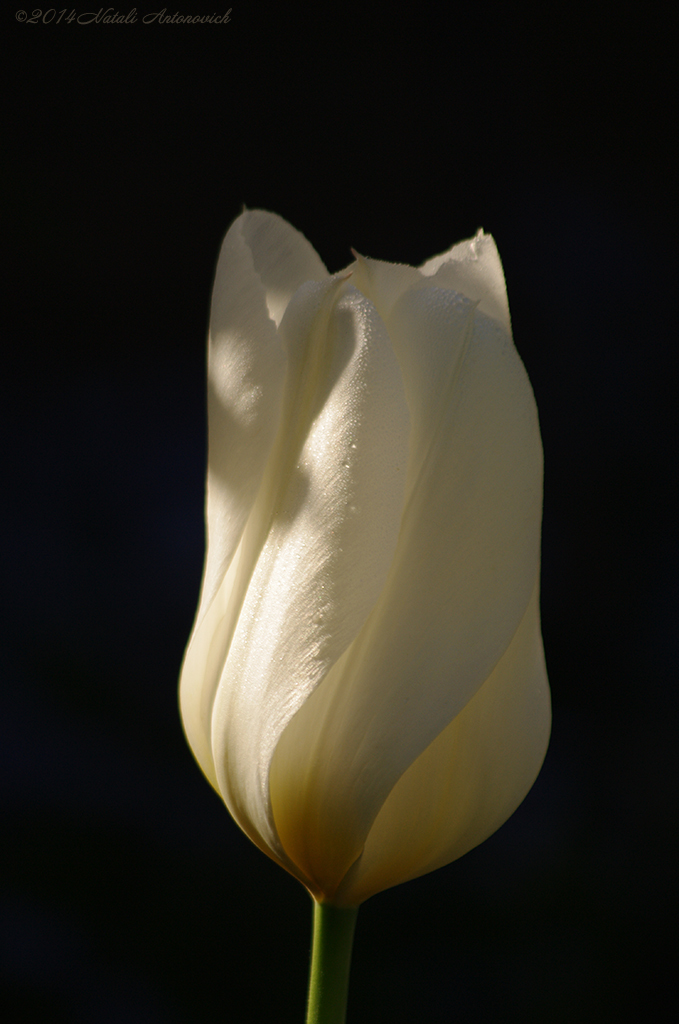 Image de photographie "Image sans titre" de Natali Antonovich | Photostock.