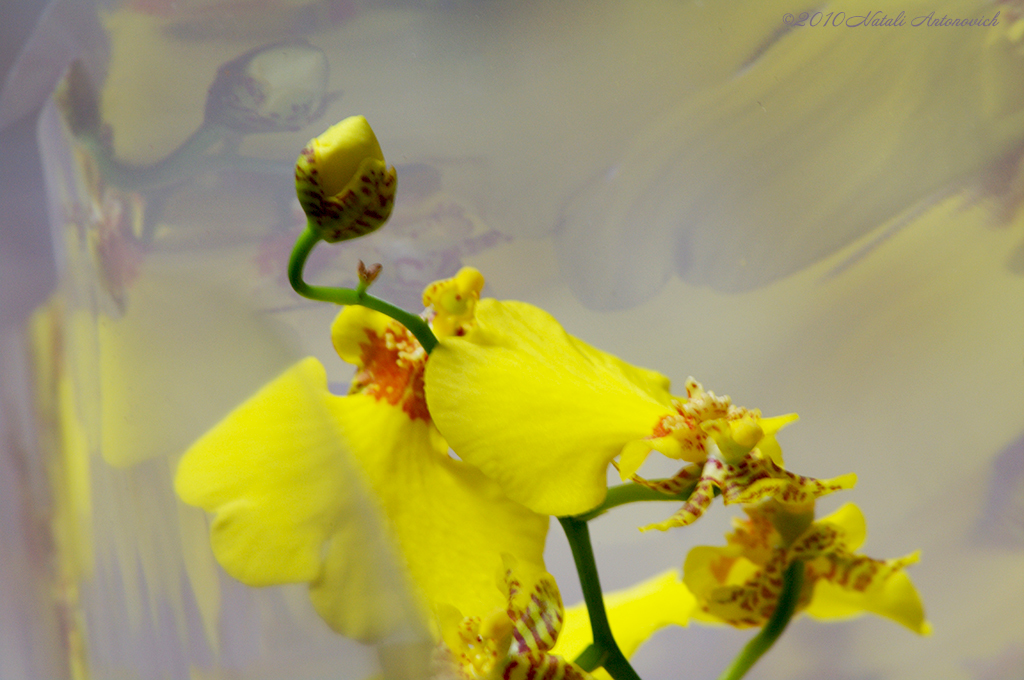 Album "Bild ohne Titel" | Fotografiebild "Blumen" von Natali Antonovich im Sammlung/Foto Lager.