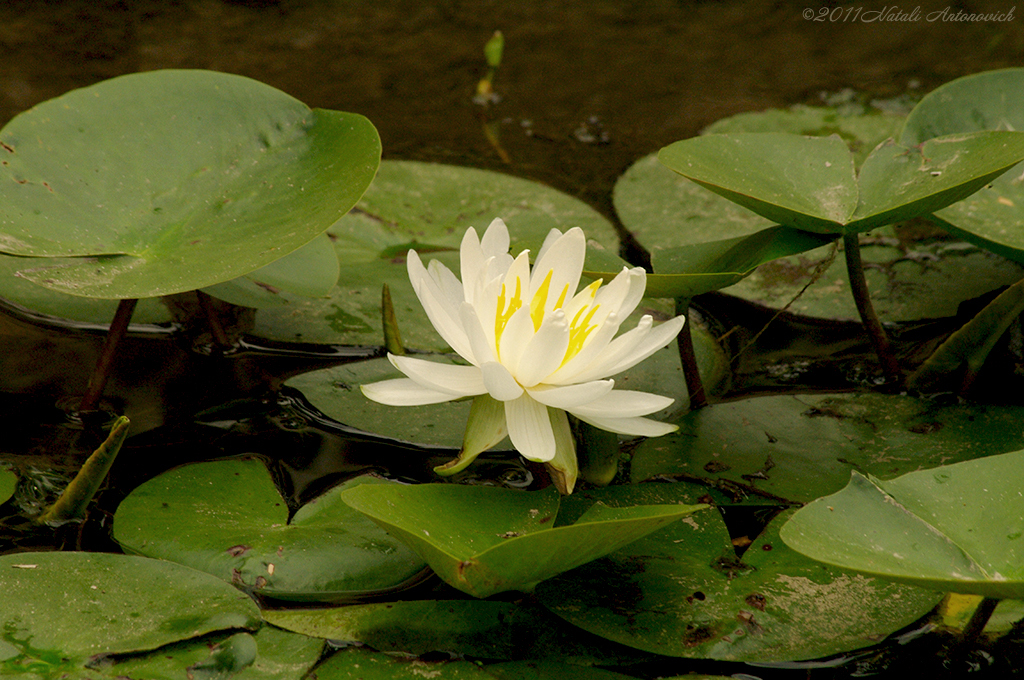 Album  "Image without title" | Photography image "Flowers" by Natali Antonovich in Photostock.