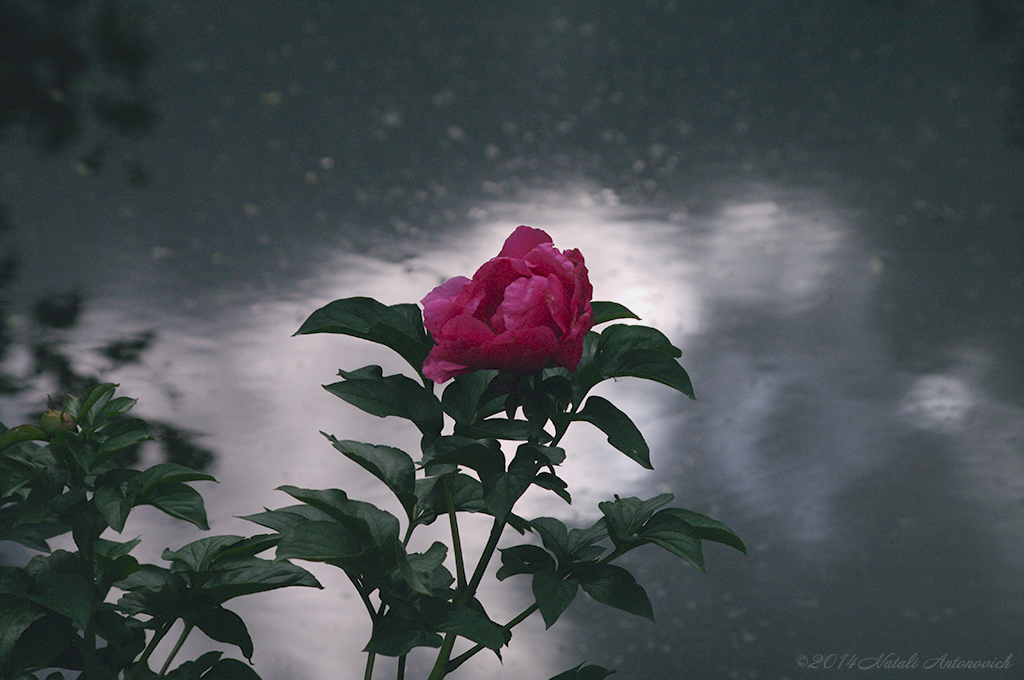 Album "Bild ohne Titel" | Fotografiebild "Blumen" von Natali Antonovich im Sammlung/Foto Lager.